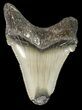 Fossil Angustidens Shark Tooth - Megalodon Ancestor #46837-1